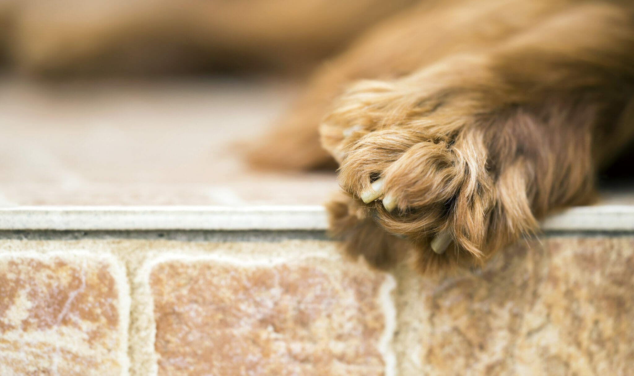 How can dogs get ingrown toenails?