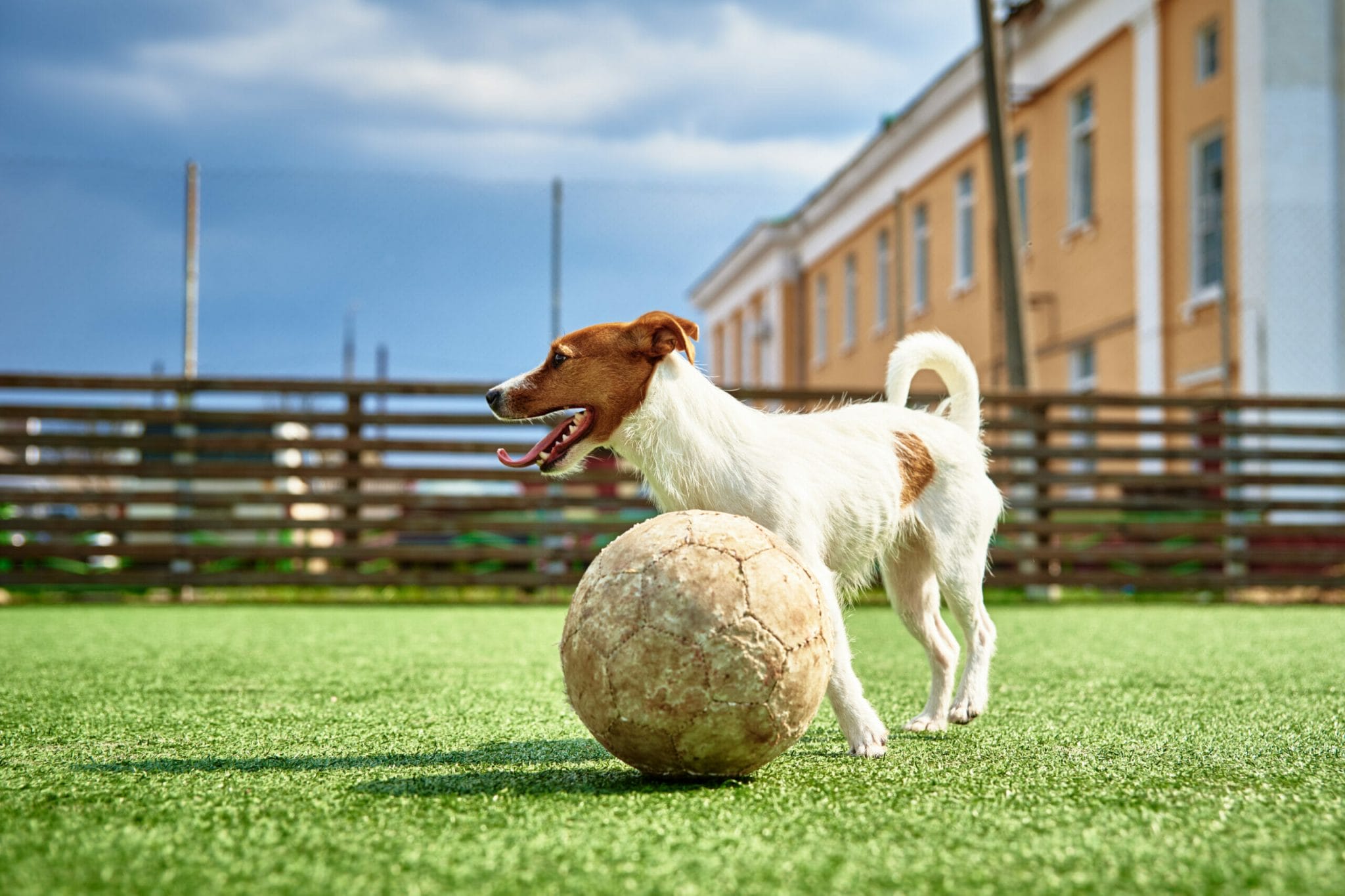 What is important to consider with infill for dogs?