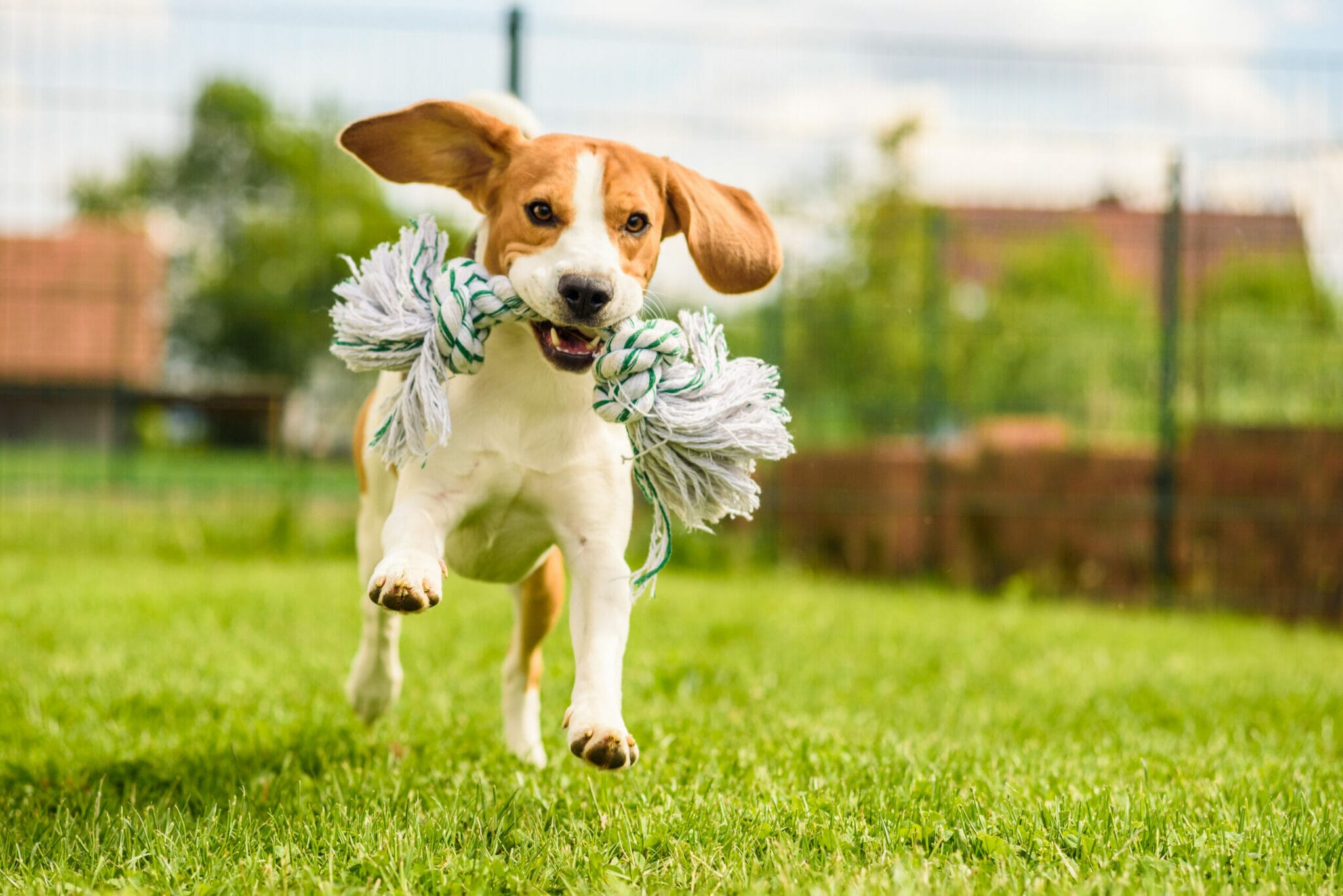 Give your dog plenty of exercise