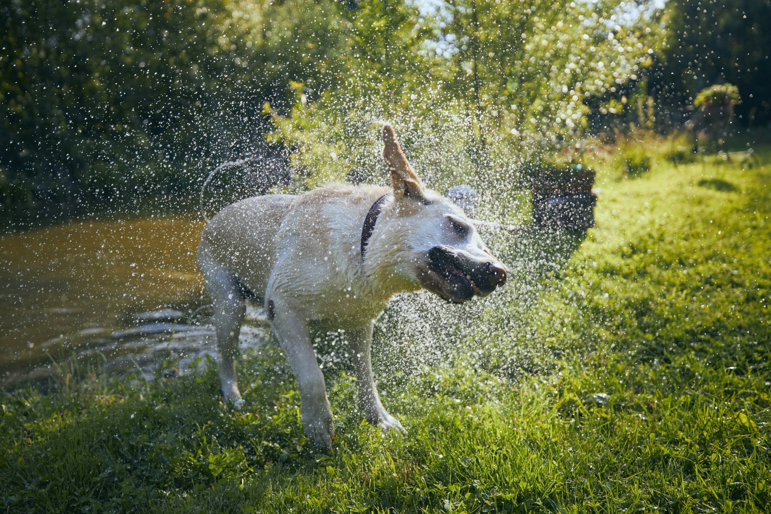 5 Best Sprinklers For Dogs In 2024! (Pros And Cons)