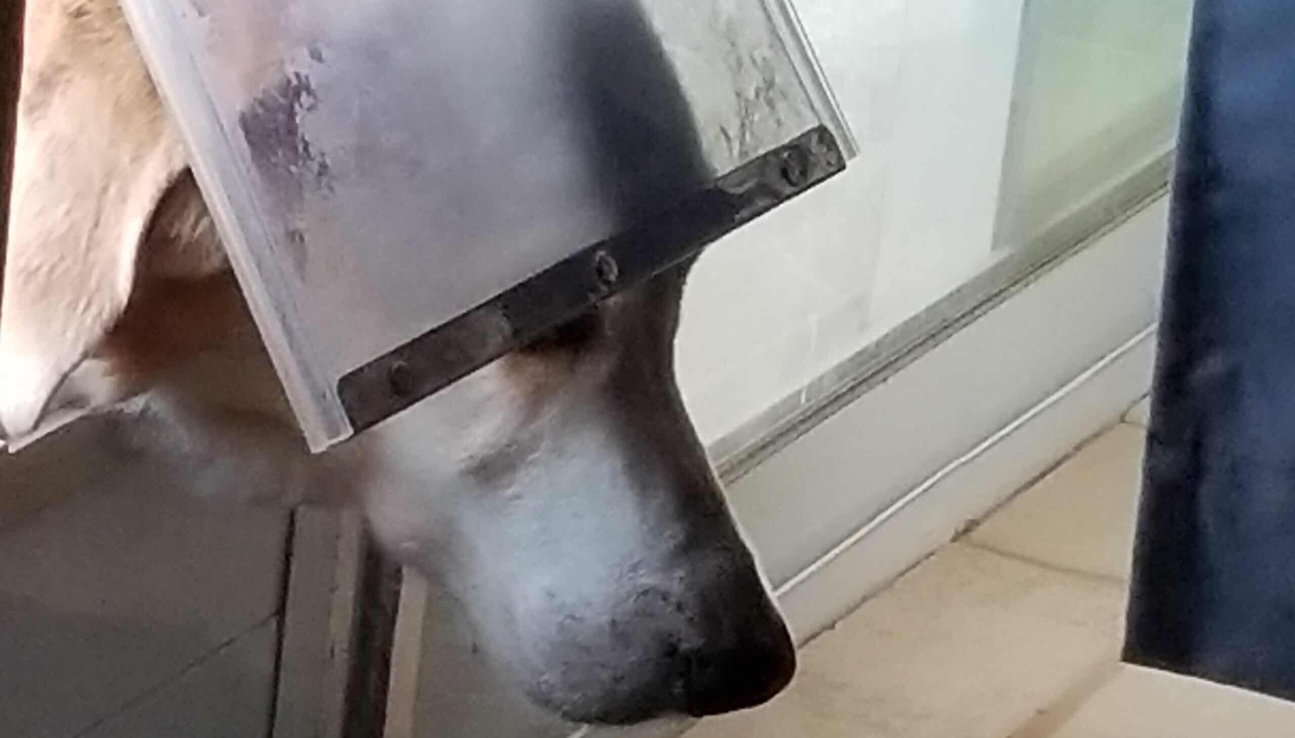 Why should you bother about dog door flaps opening?