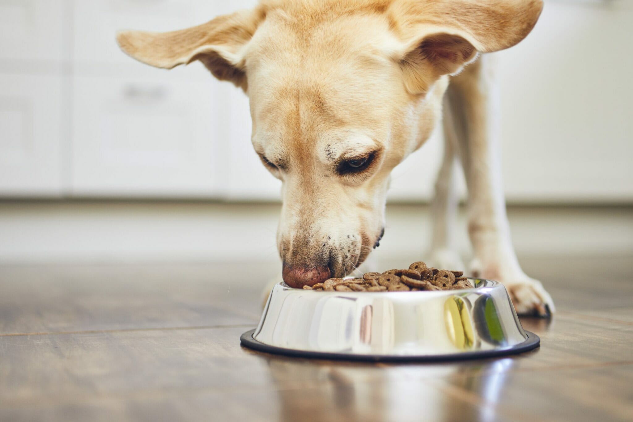 Should you switch your dog to a low residue diet?