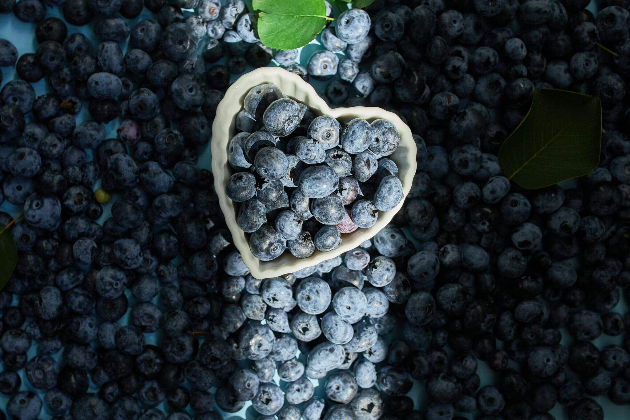 What is a blueberry facial for dogs?