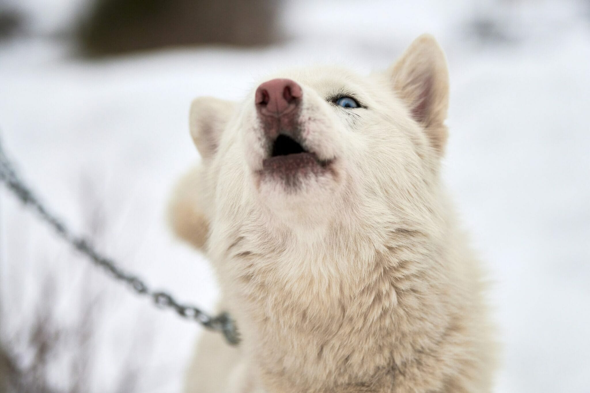 How To Train My Dog To Ignore Strangers?