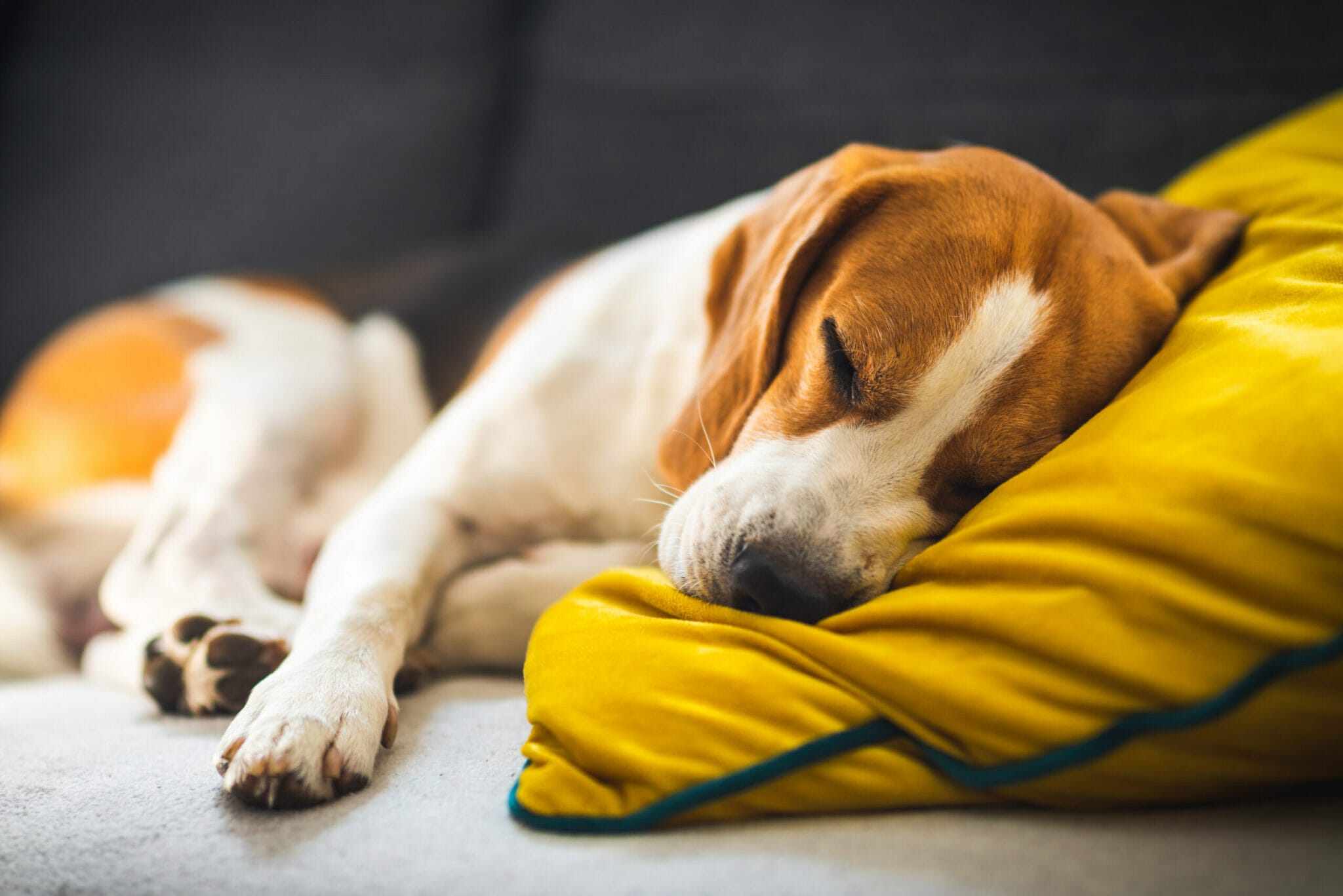 Do you ever hear your dog howling in his sleep, and wonder what the heck is going on? It might seem like a strange question to ask, but there are actually several different reasons why dogs do this.