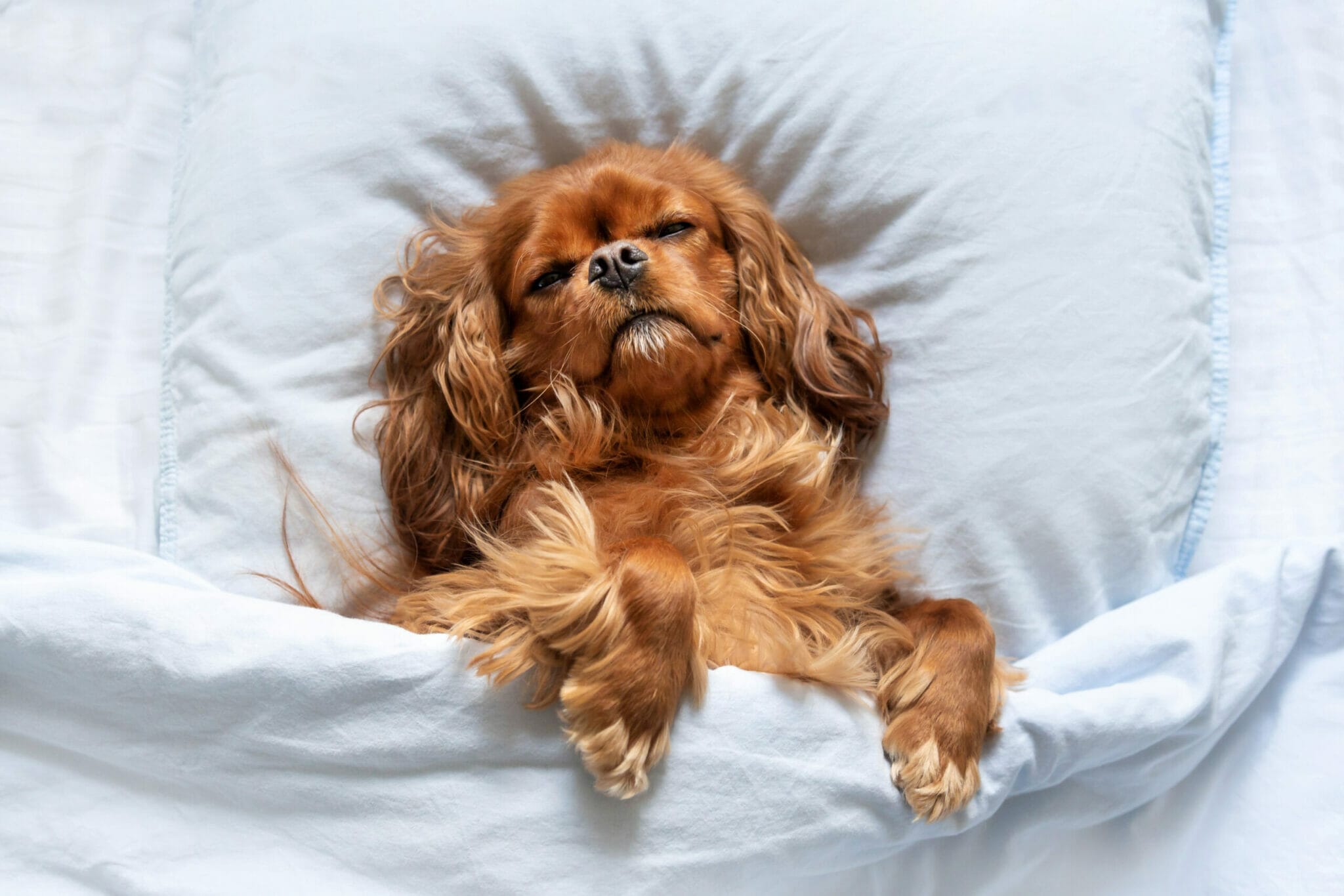 Should you be worried if your dog is howling in its sleep?