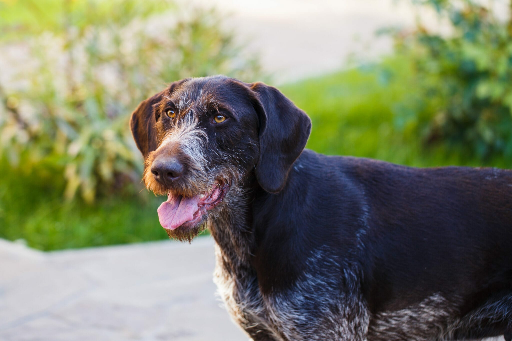 dogs that look like Schnauzer