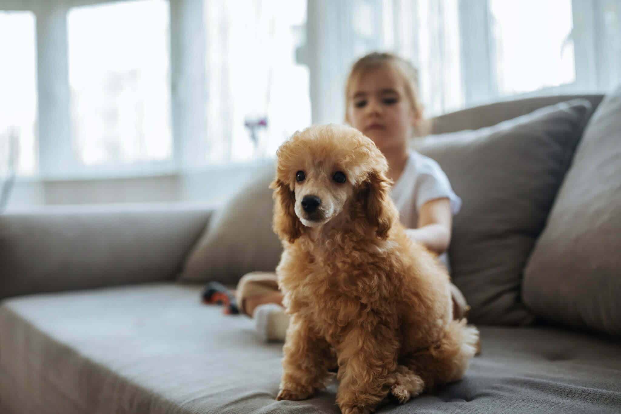 Similar conditions in dogs that look like autism