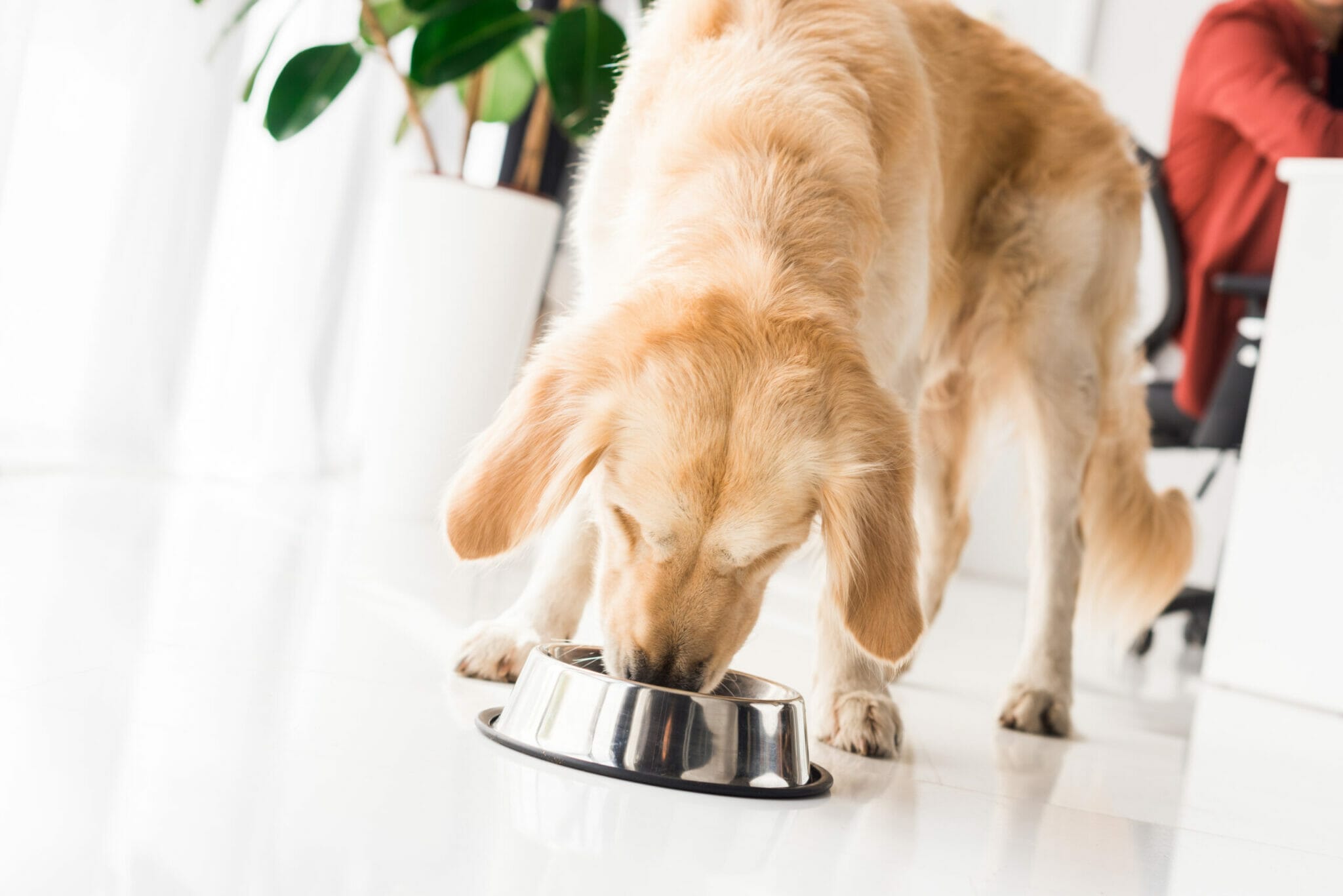benefits of a low residue diet for your dog