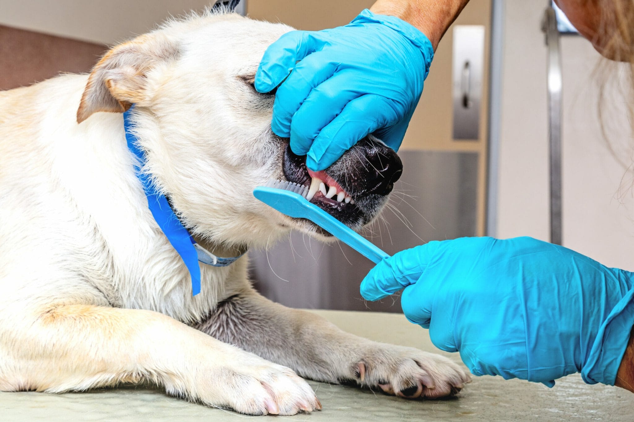 Why is it important to brush your dog's teeth?