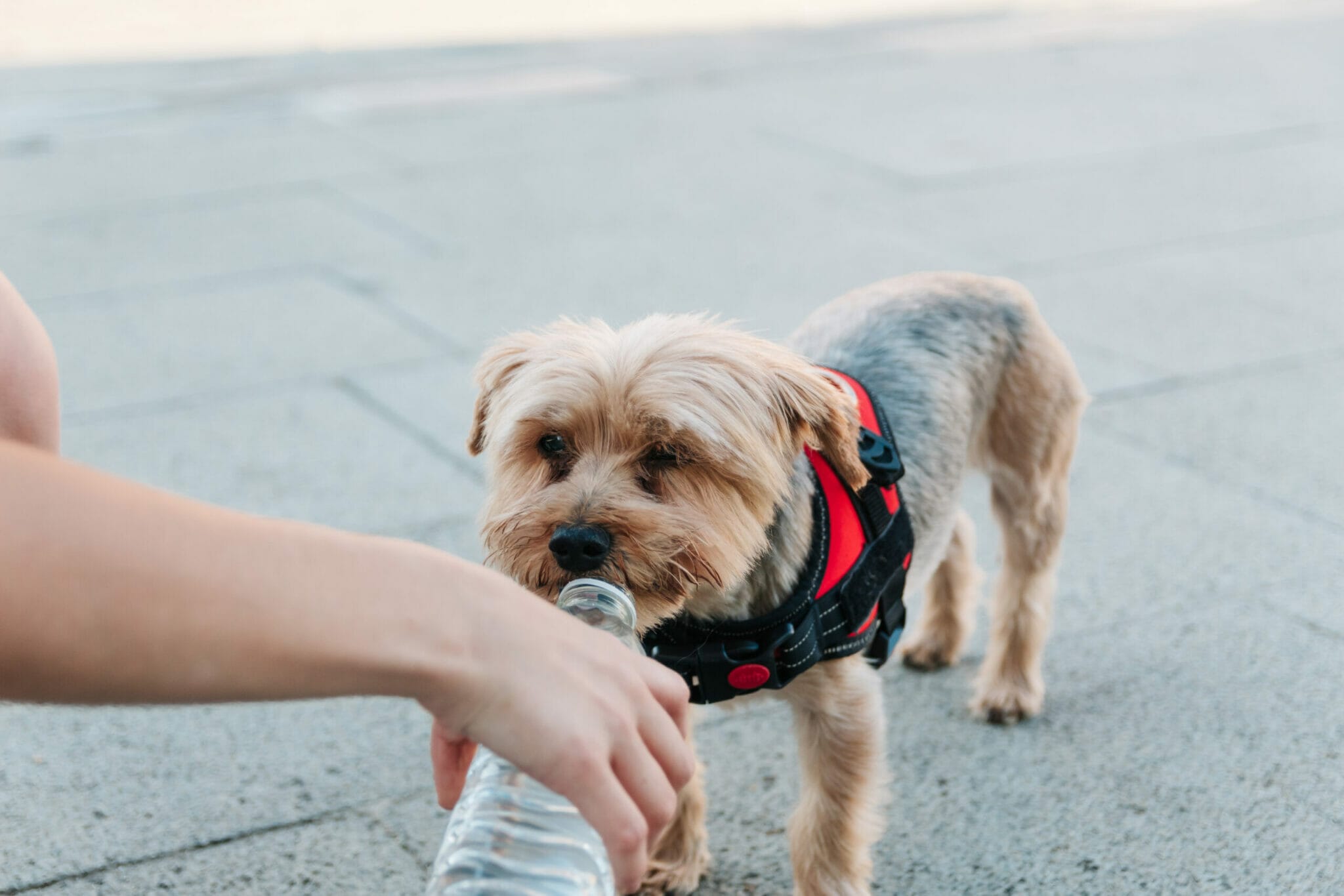 Can you get sick from sharing water with a dog?