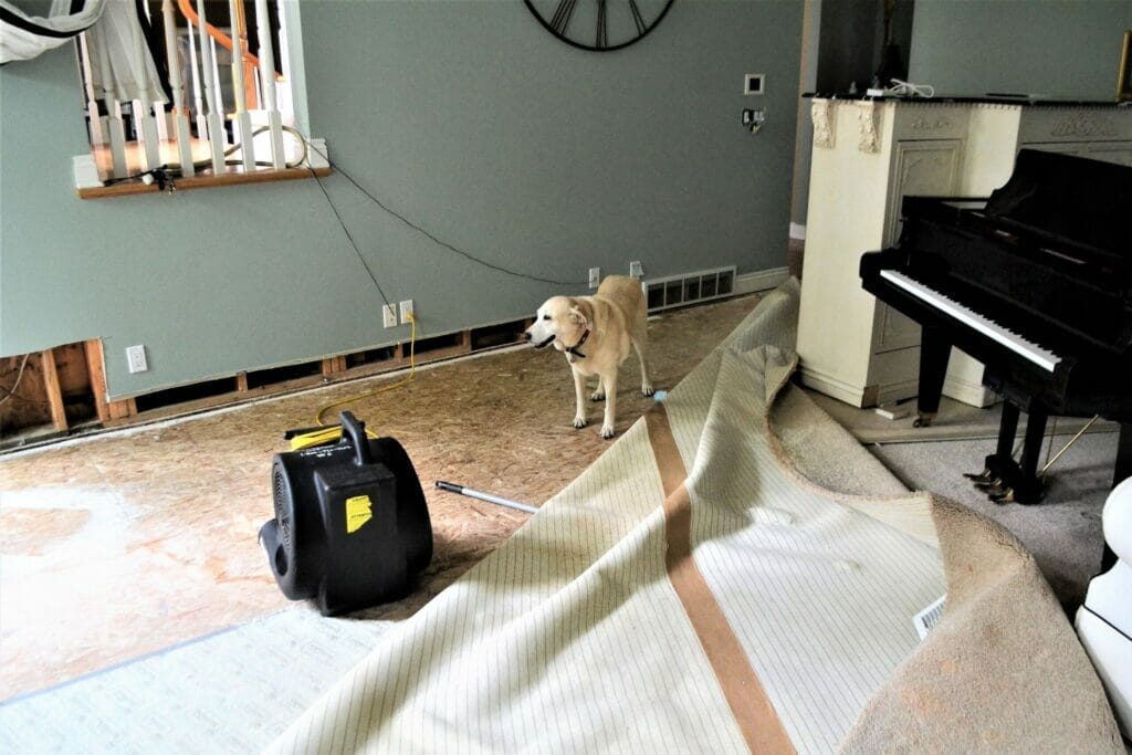 Assess the damage done by your dog