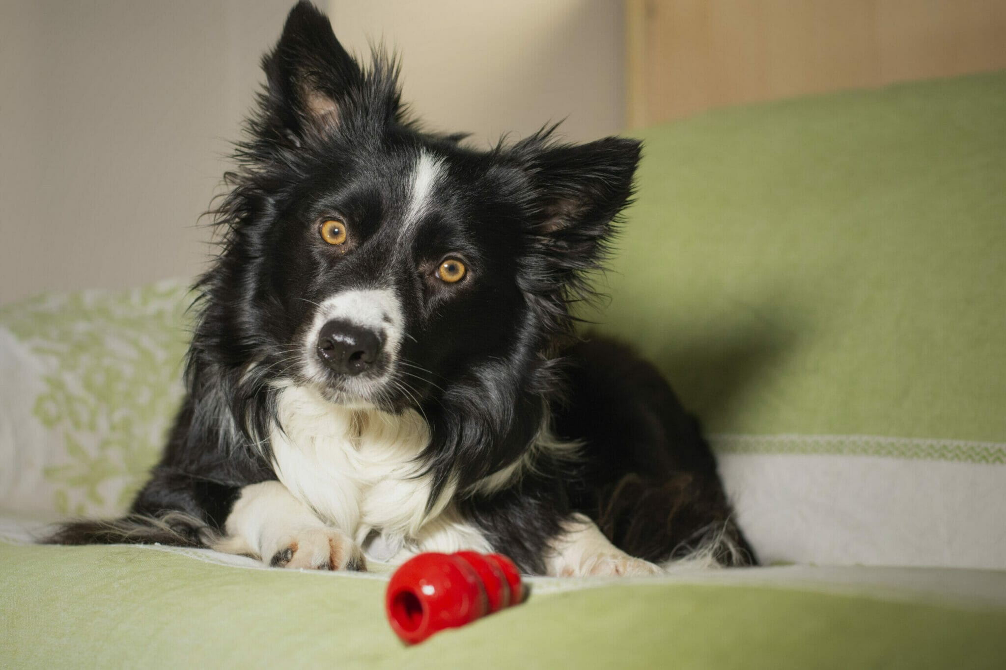 How do dogs get food out of Kong