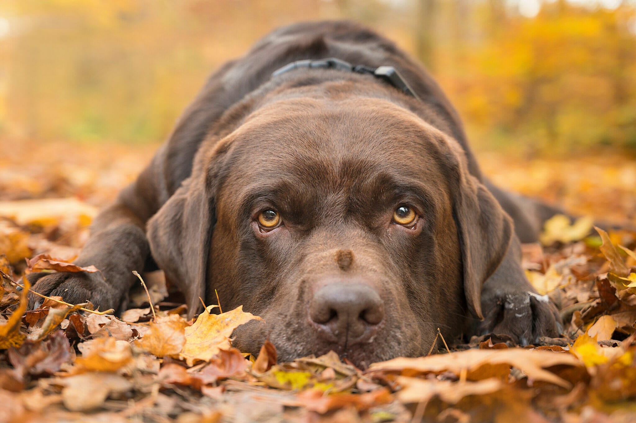 best collar color for brown dog