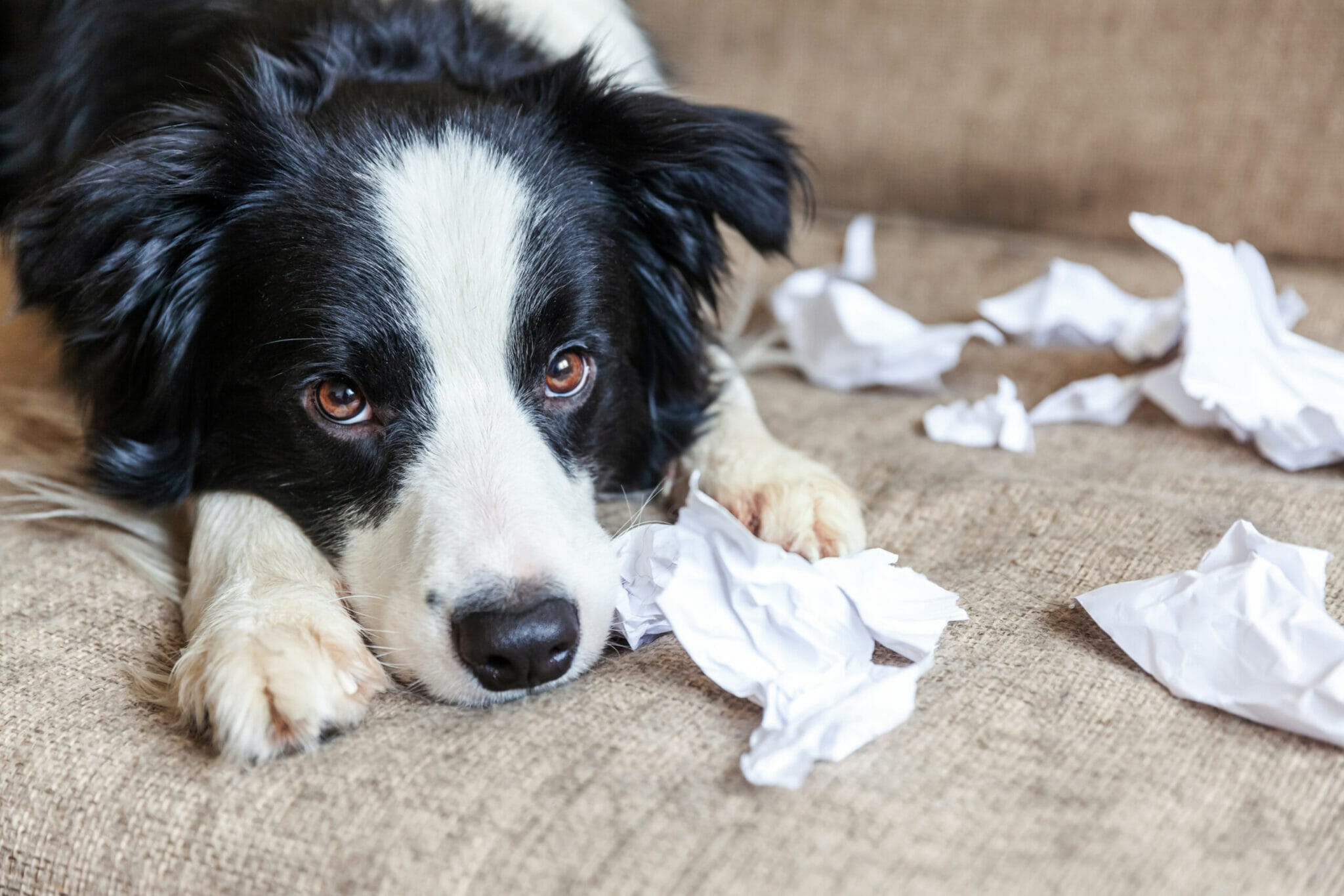 How does eating toilet paper harm your dog?