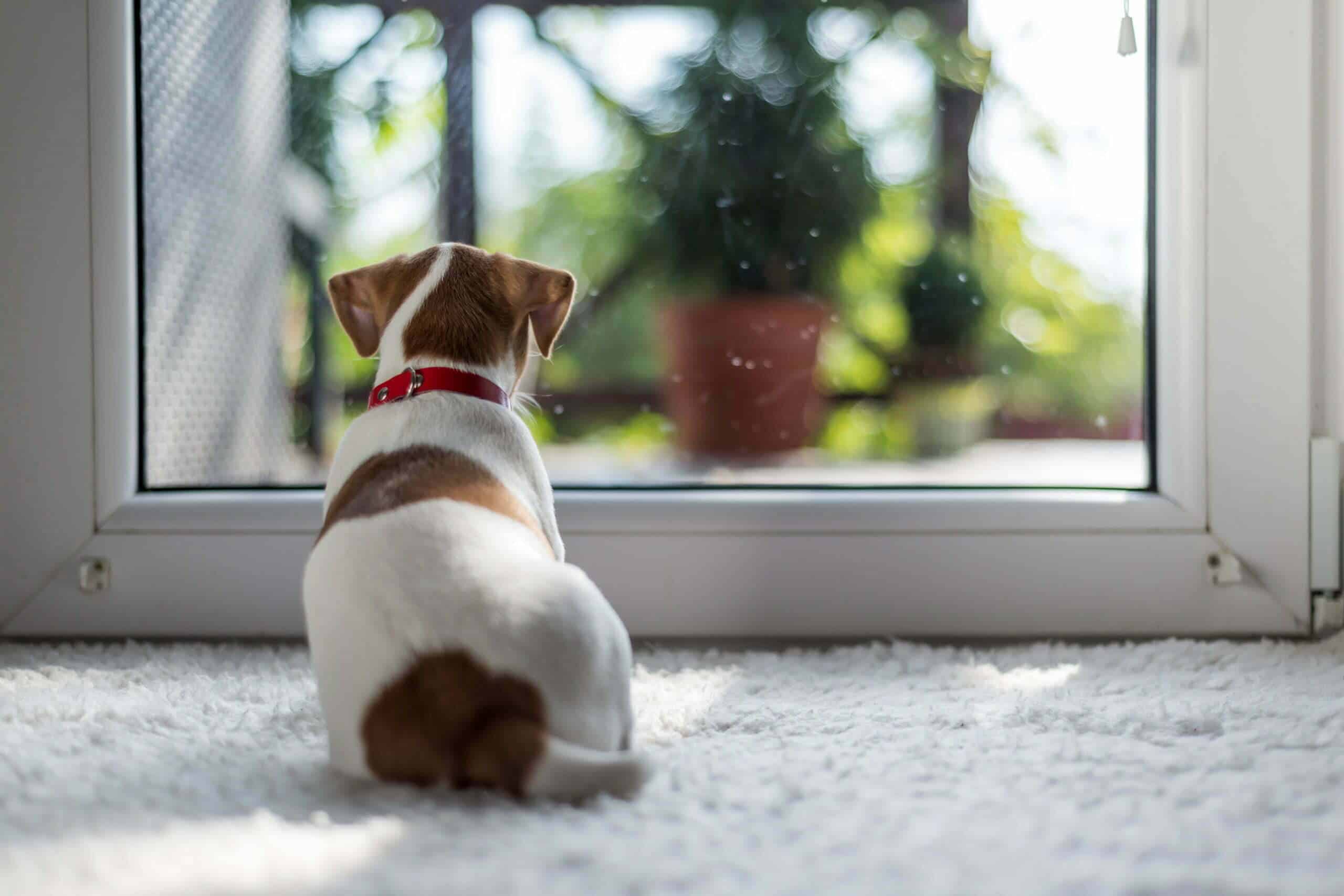 How to keep dog door flap from blowing open