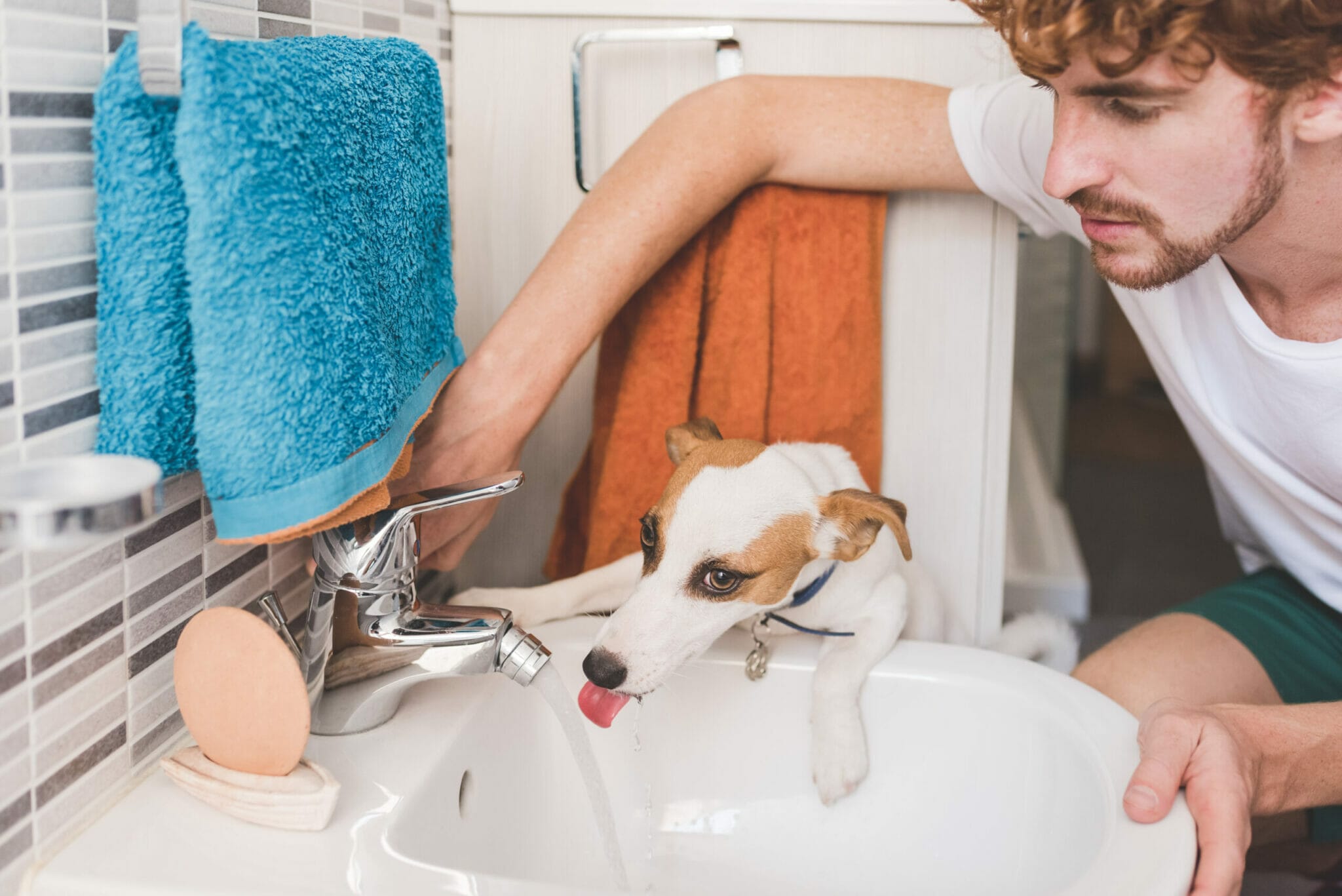 What can you do to avoid getting sick due to dog saliva?