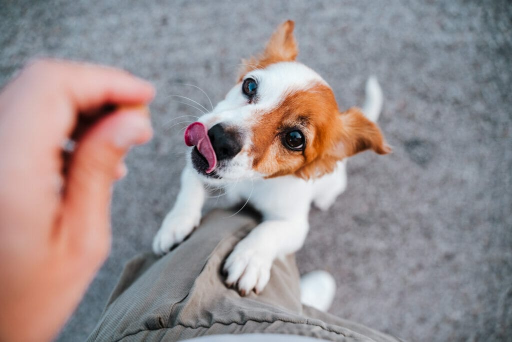 Give them some tasty treats