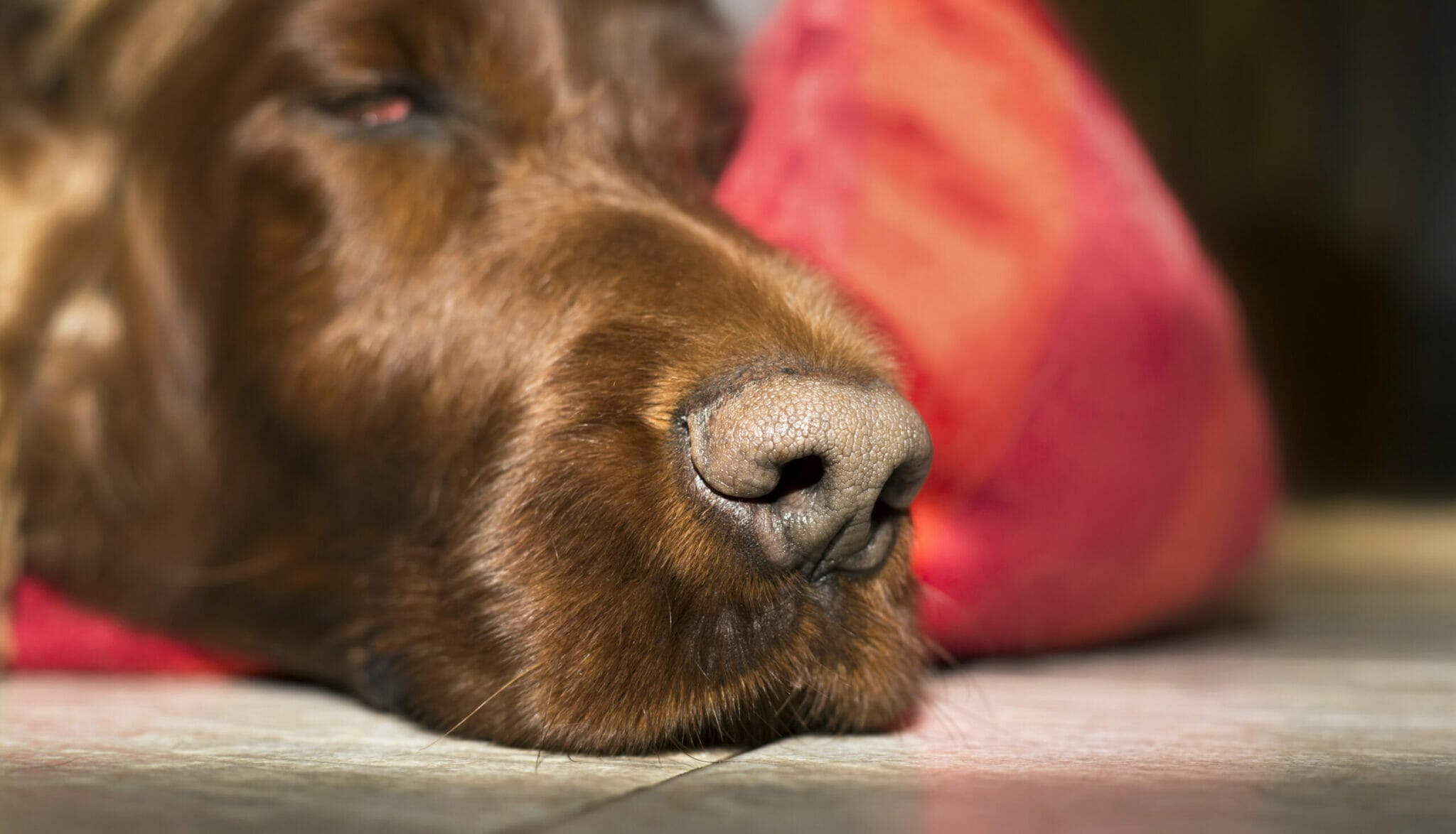 What would happen if you ever cut a dog's whiskers?