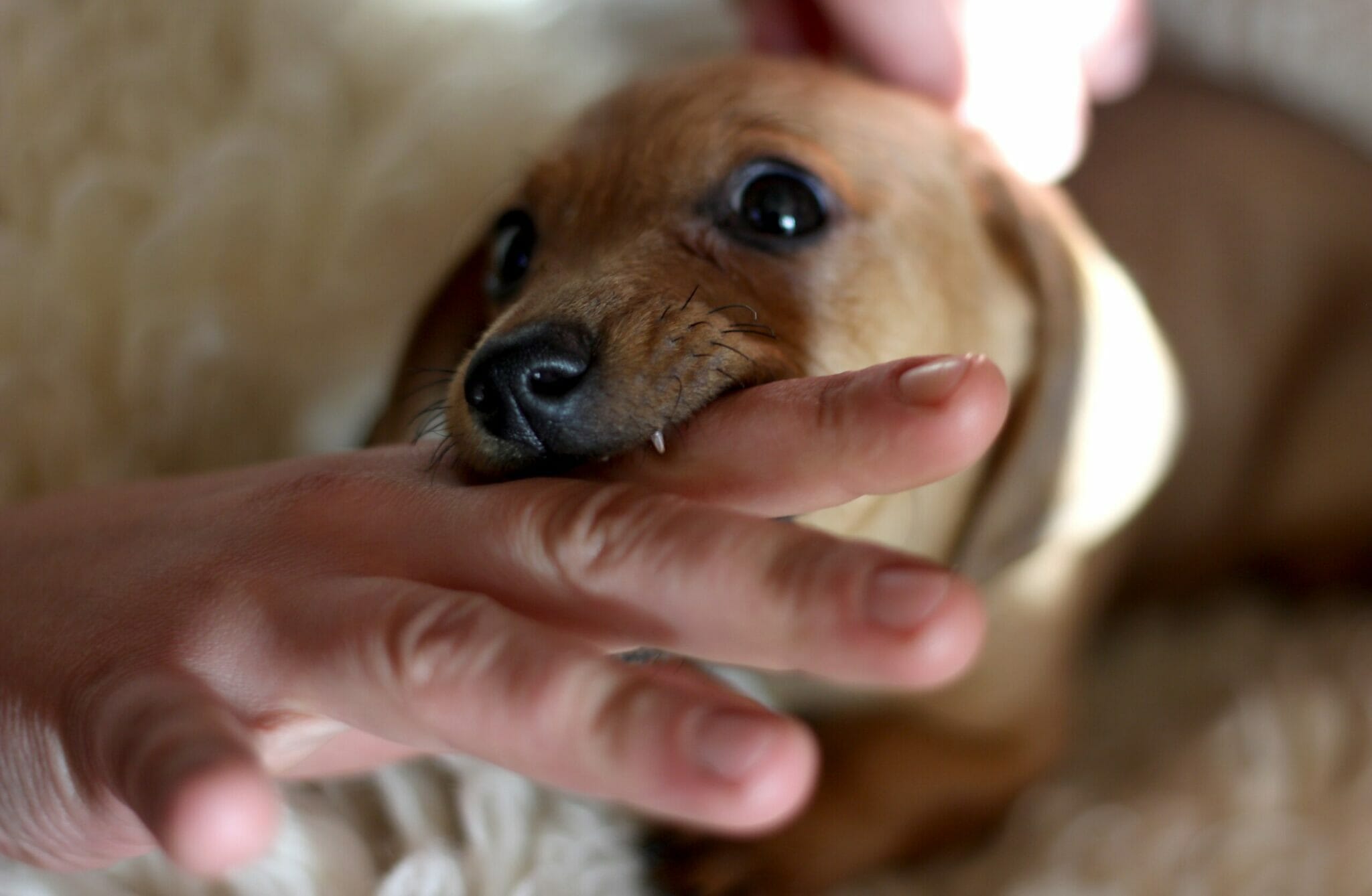 Why does my dog hold my hand in his mouth?