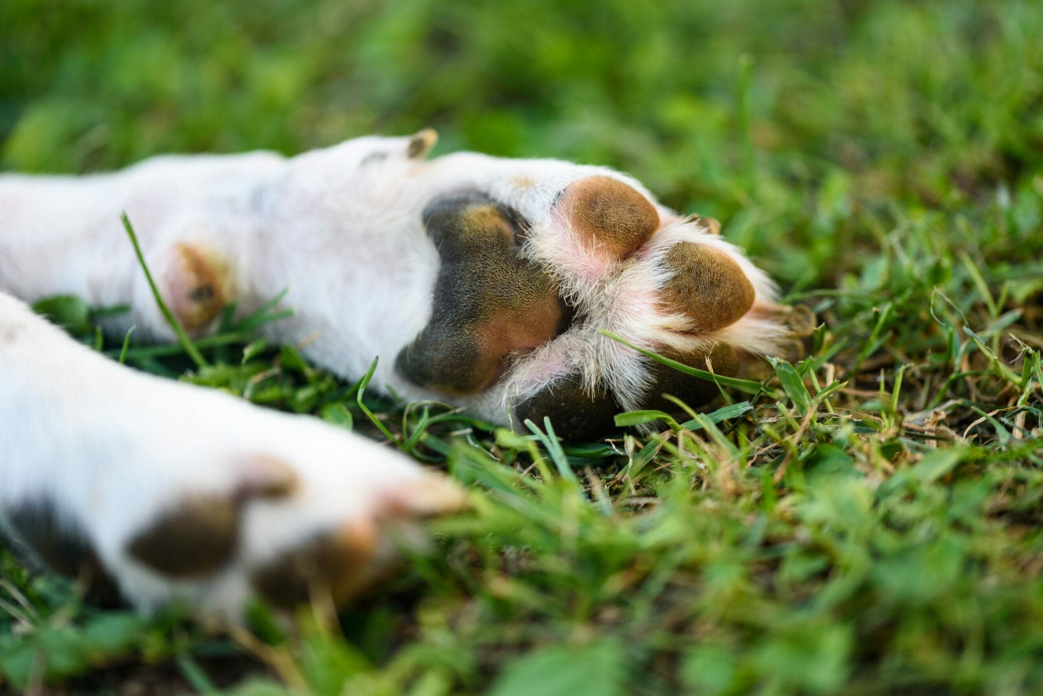 4 other common dog nail problems