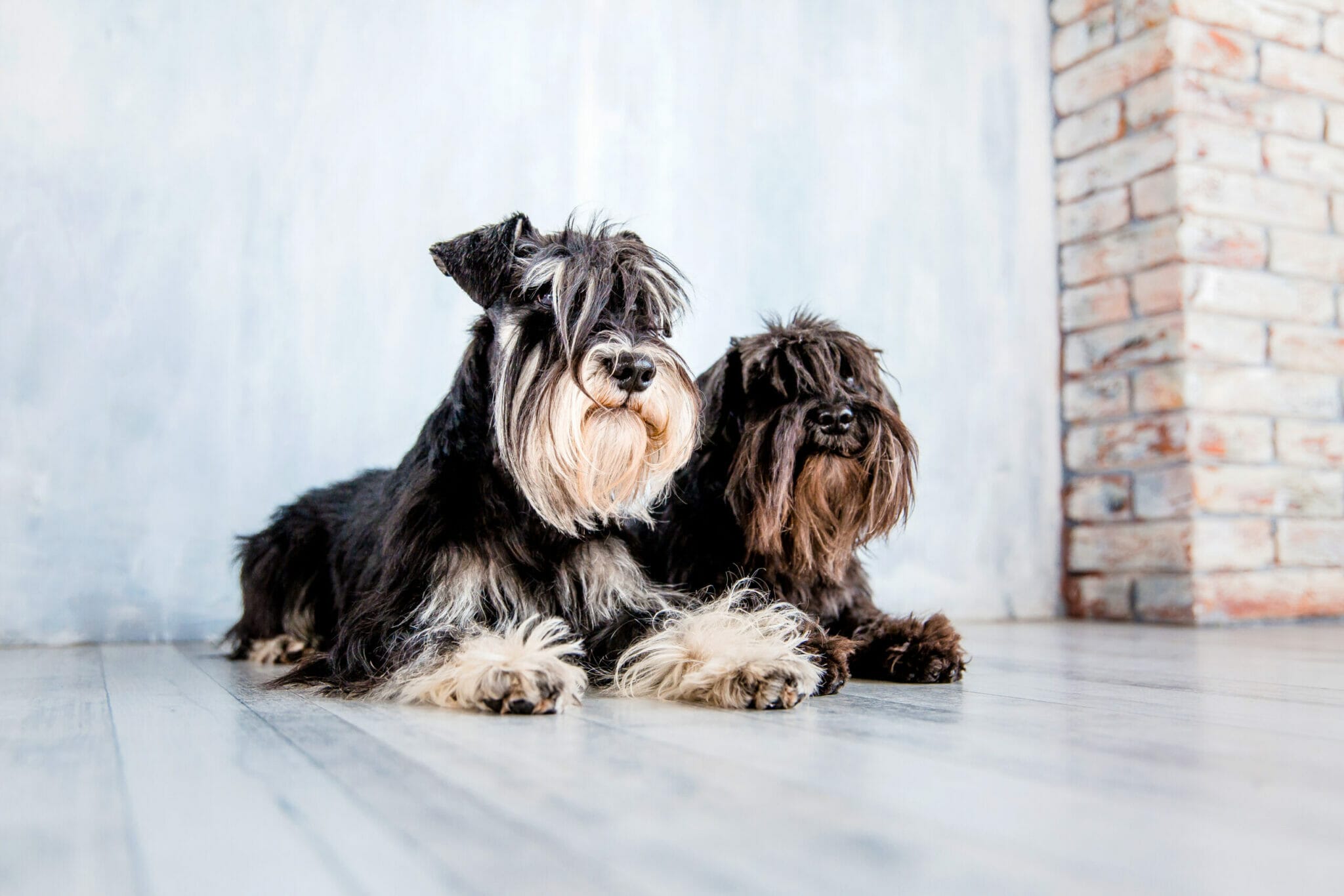 dogs that look like Schnauzer