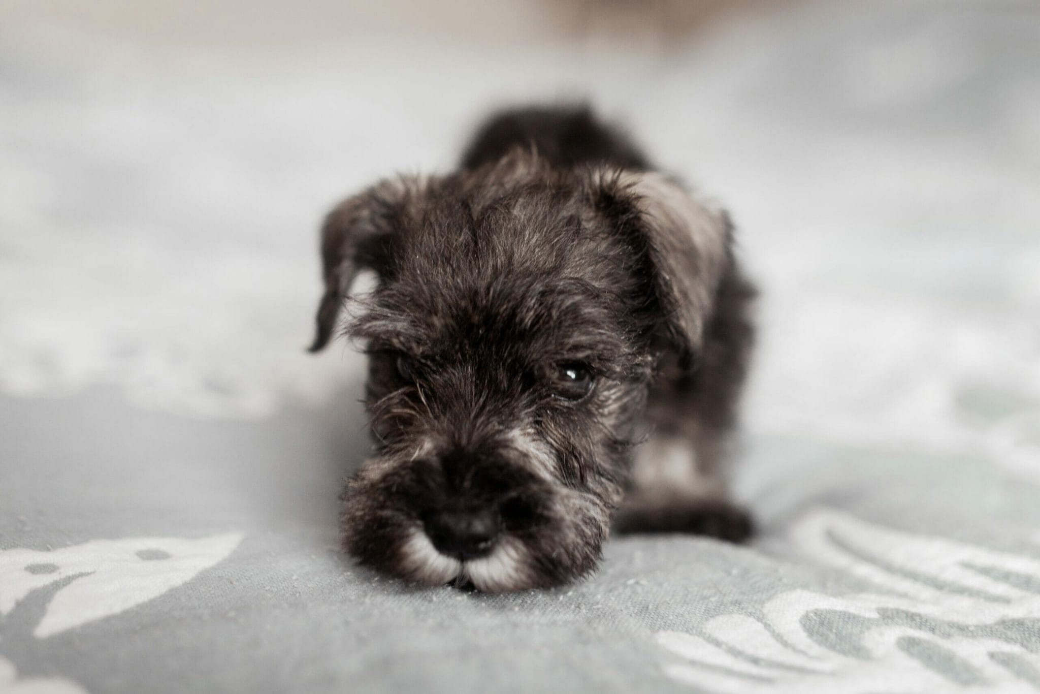 What is the price of a toy schnauzer vs a mini schnauzer?