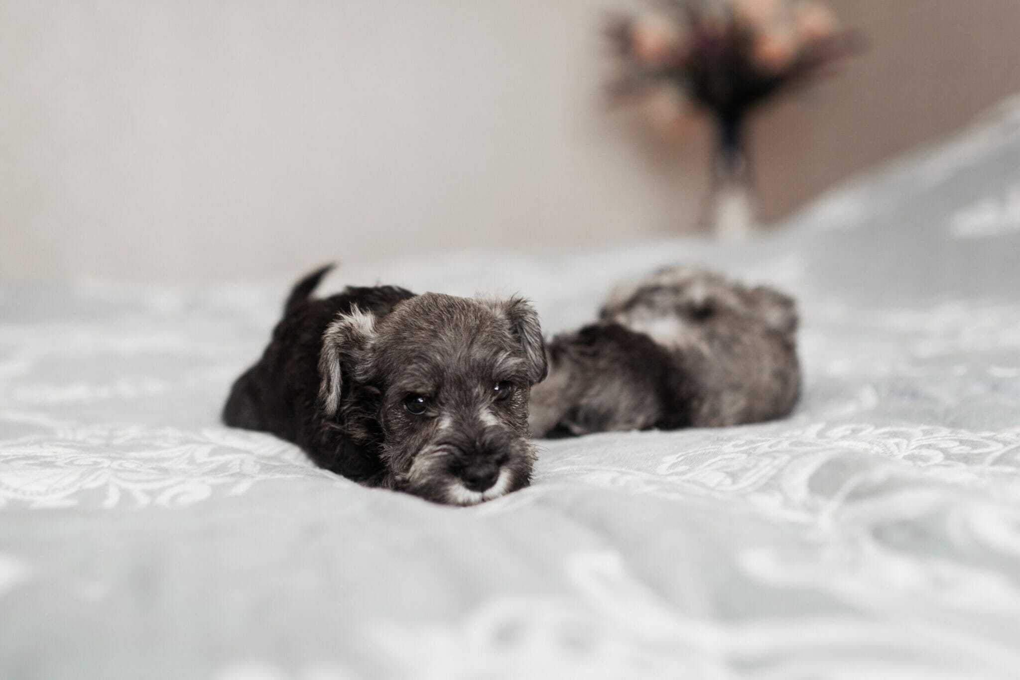 Differences between Toy schnauzer vs miniature Schnauzer