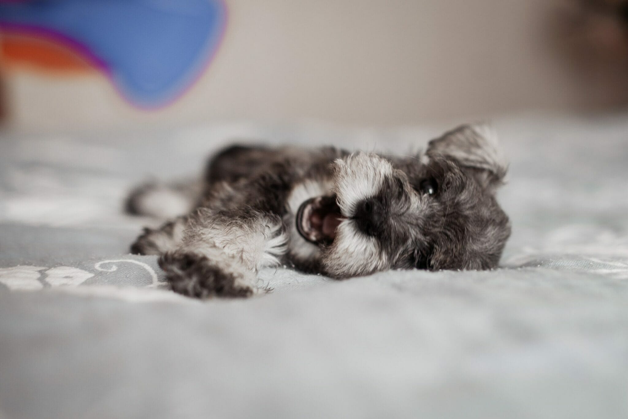 Toy schnauzer vs miniature schnauzer