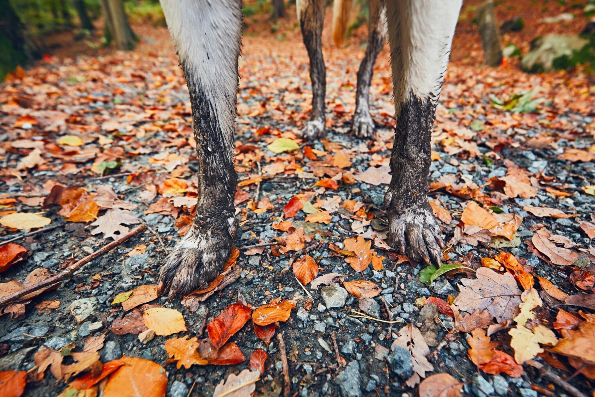 How to keep dirt out of house with dogs