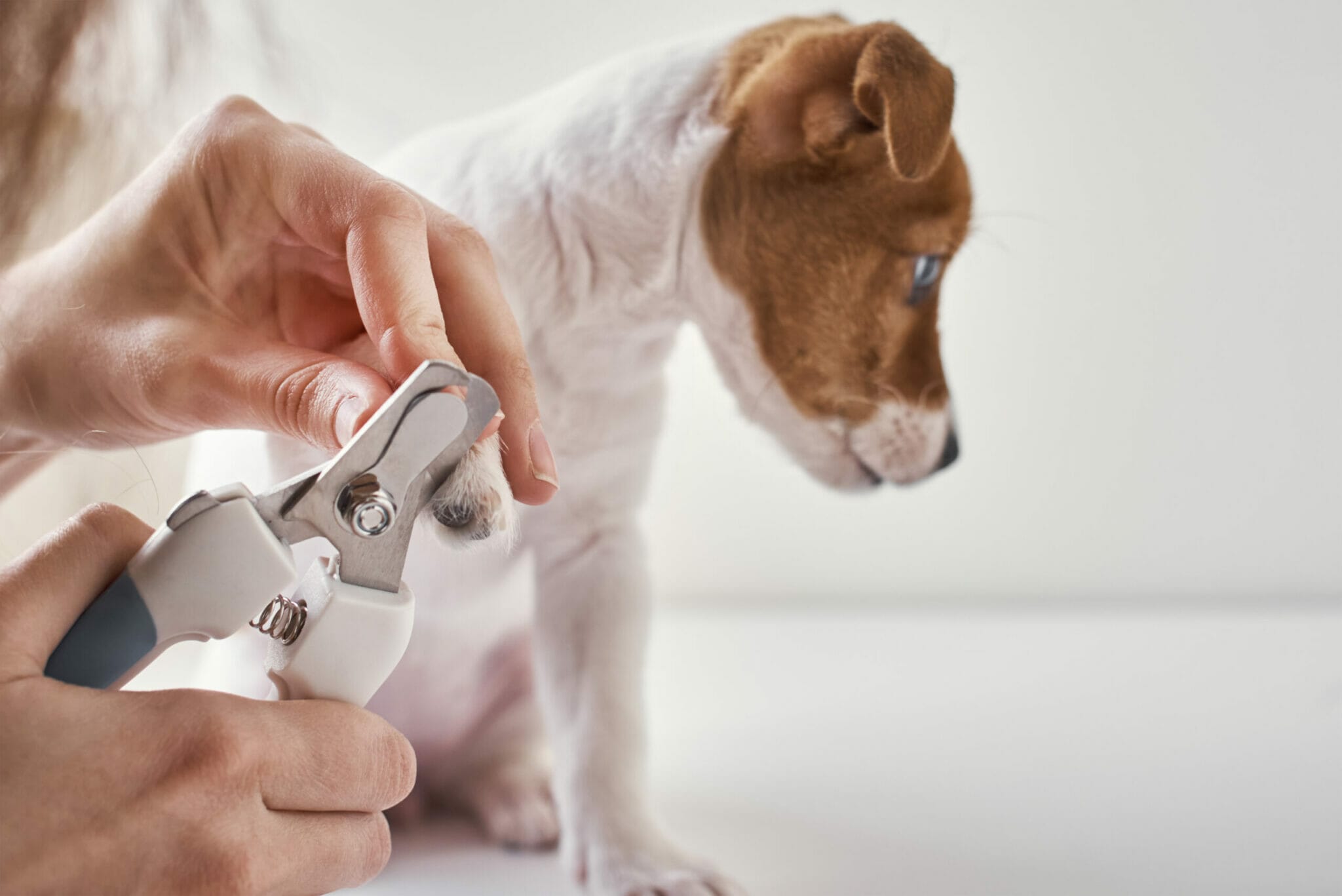 If your dog has had bad experiences with nail trimming in the past, it's likely that he associates the experience with something negative. Perhaps he was restrained too tightly, or the clippers were too sharp and hurt him. The solution: If your dog has had bad experiences with nail trimming in the past, try to make the experience more positive for him. Use a restraint that is comfortable for him, and make sure to reward your dog with a lot of treats. This way you condition your dog's emotions for a better experience.