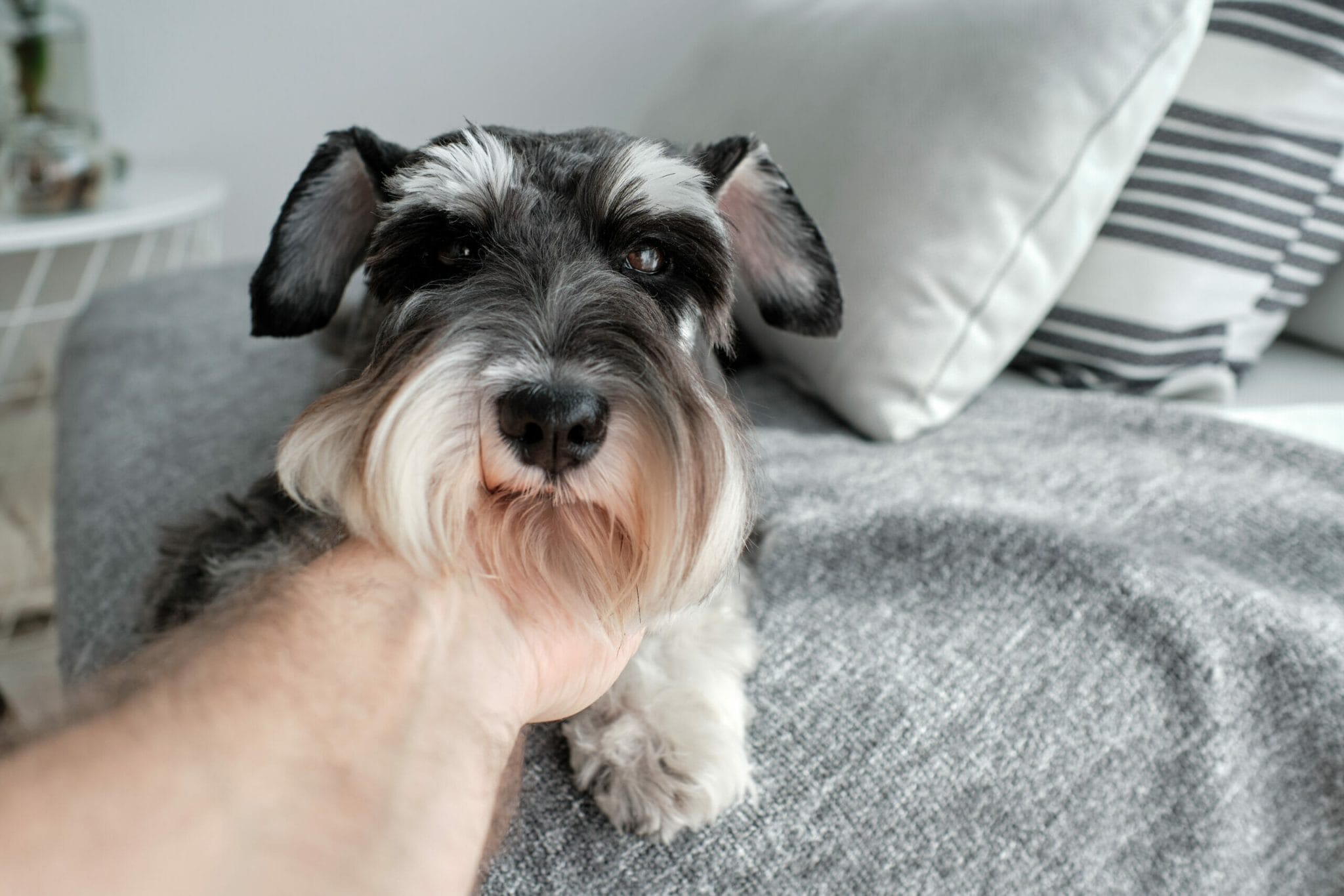 How is a Toy Schnauzer bred?
