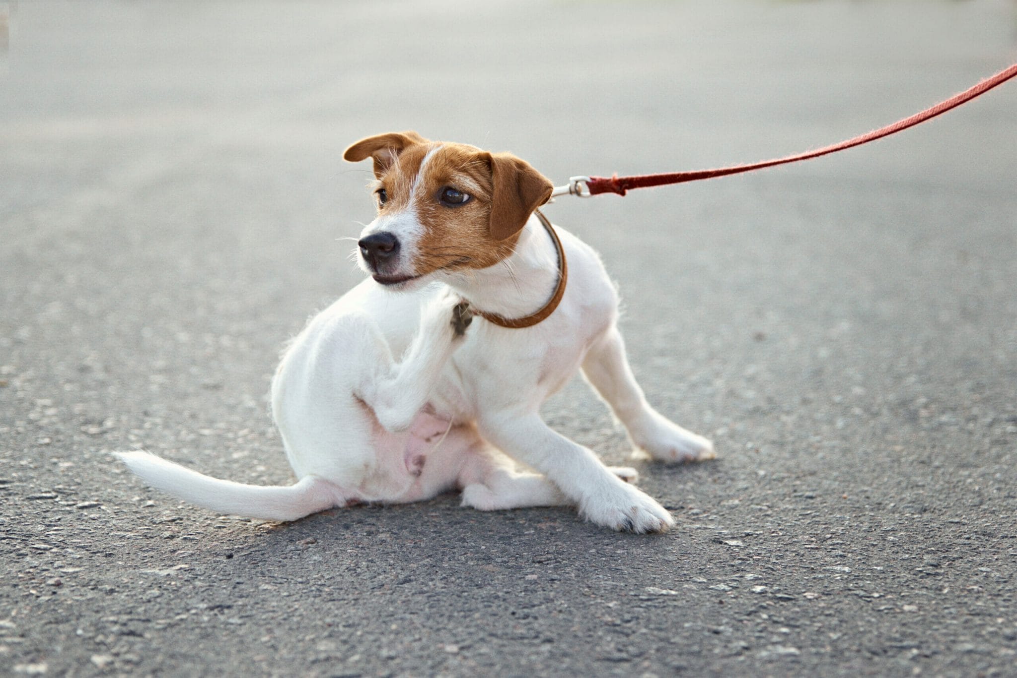 What are some tips for keeping your dog flea-free?