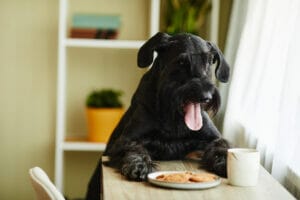 How many calories does my dog need?