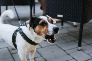 High pitch sound for dogs to stop barking