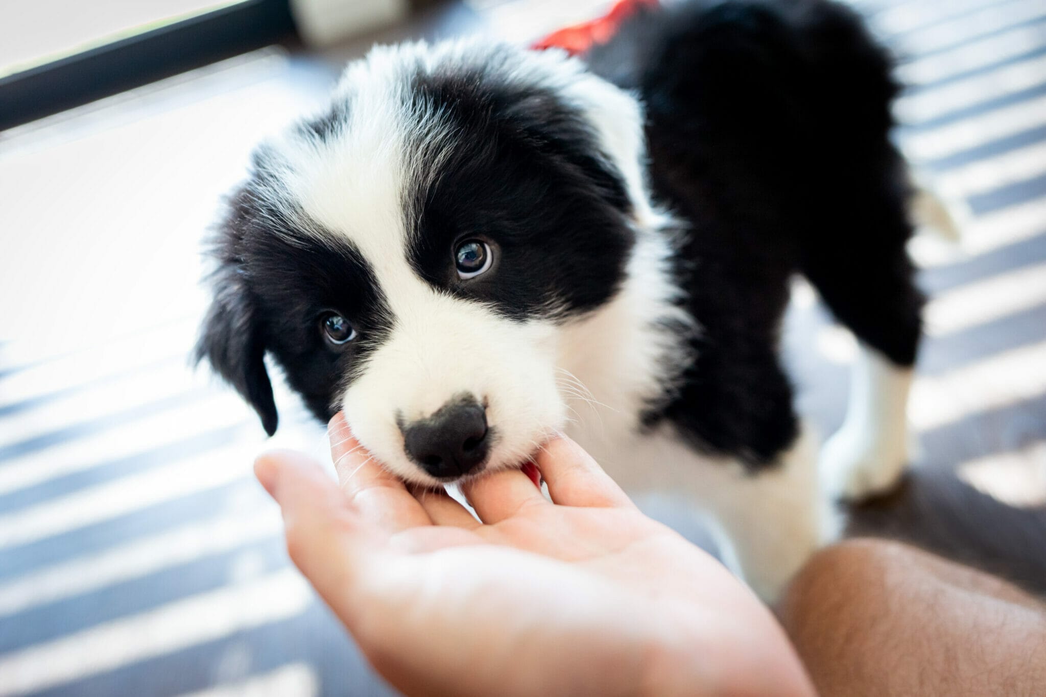 Why does my dog hold my hand in his mouth?