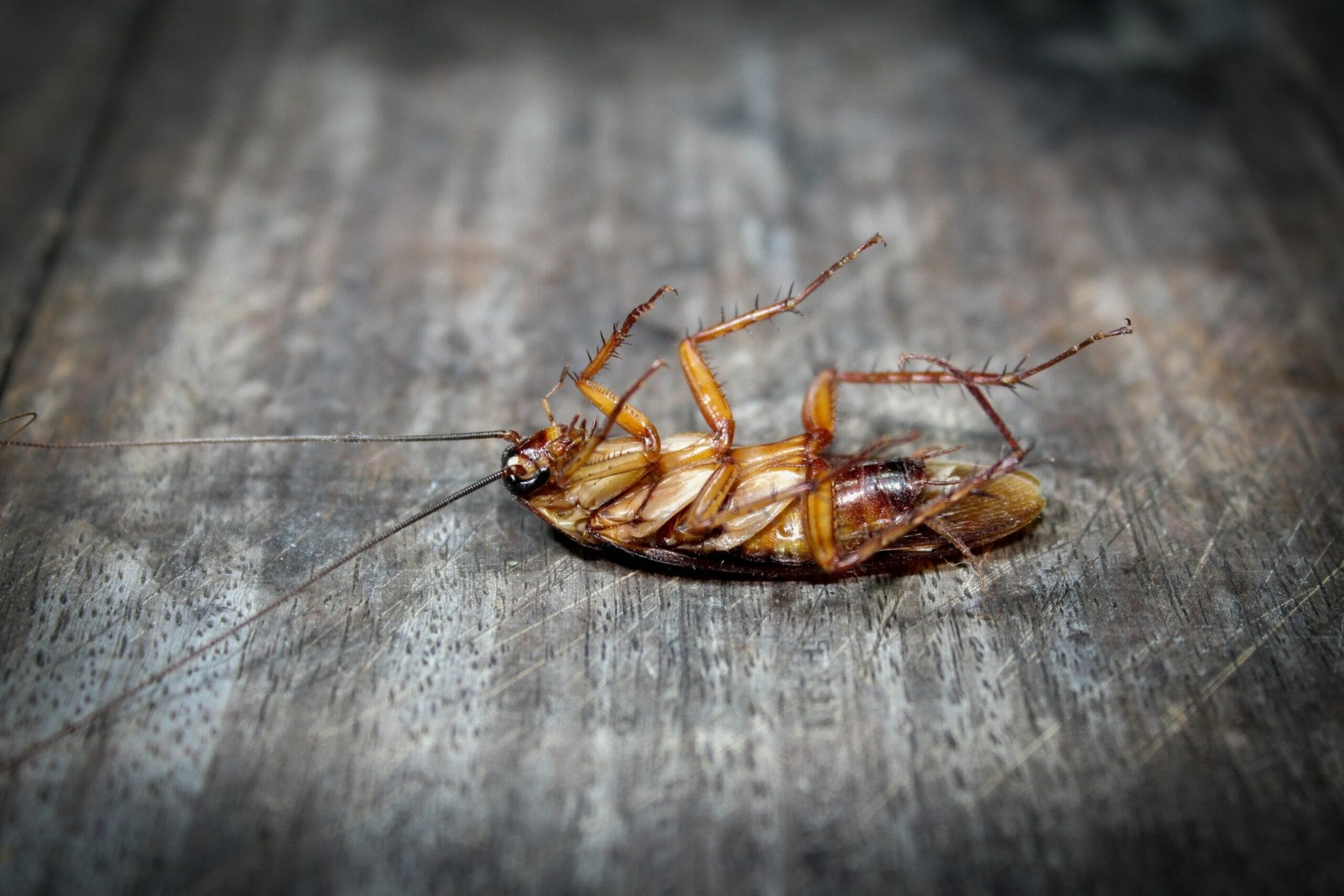 Why should you keep roaches out of your dog's food?
