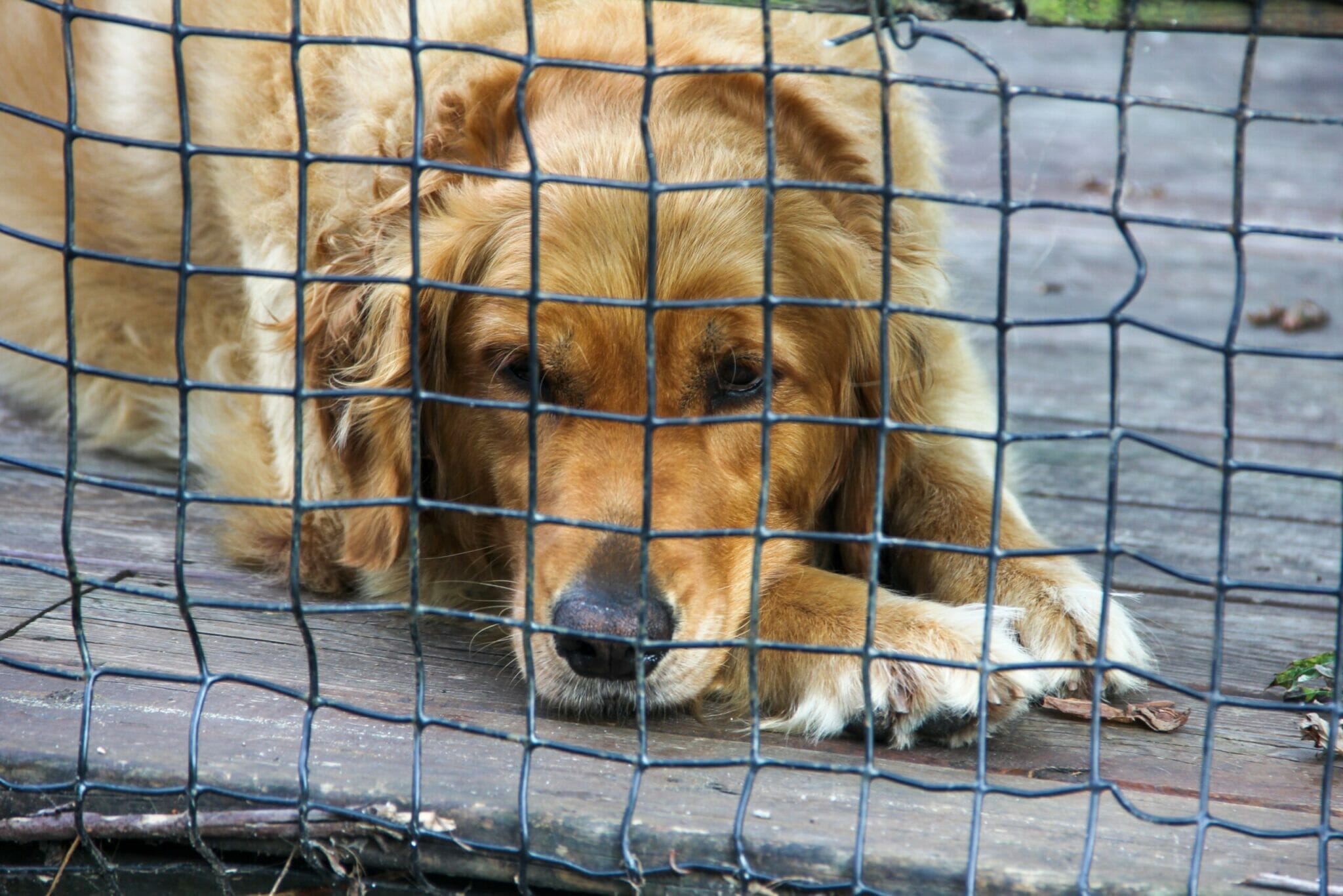 Why does an adopted dog seem depressed and sad?