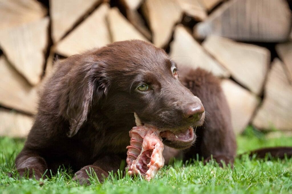 Does raw meat make dogs aggressive?