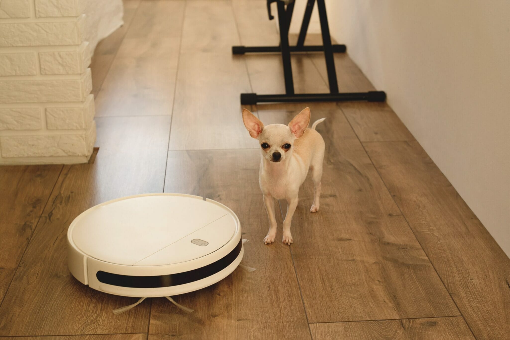 how to keep laminate floors clean with dogs