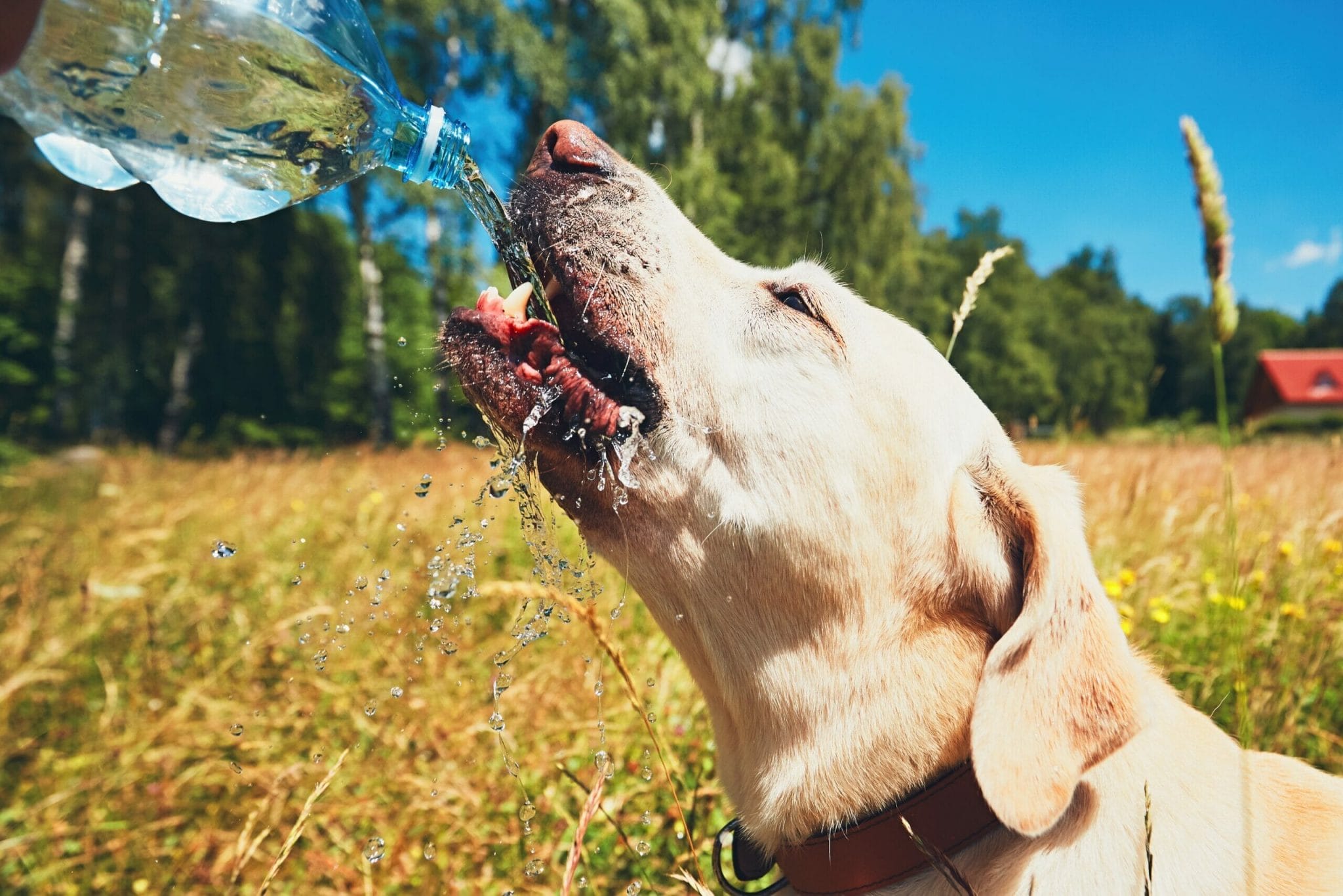 Why do dogs stop drinking water after dental surgery?