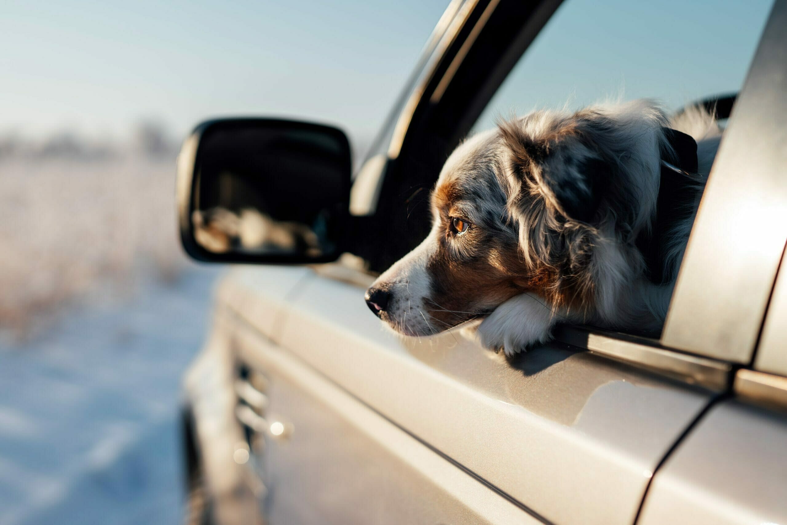 how-to-get-dog-scratches-out-of-car-paint-interior-and-exterior