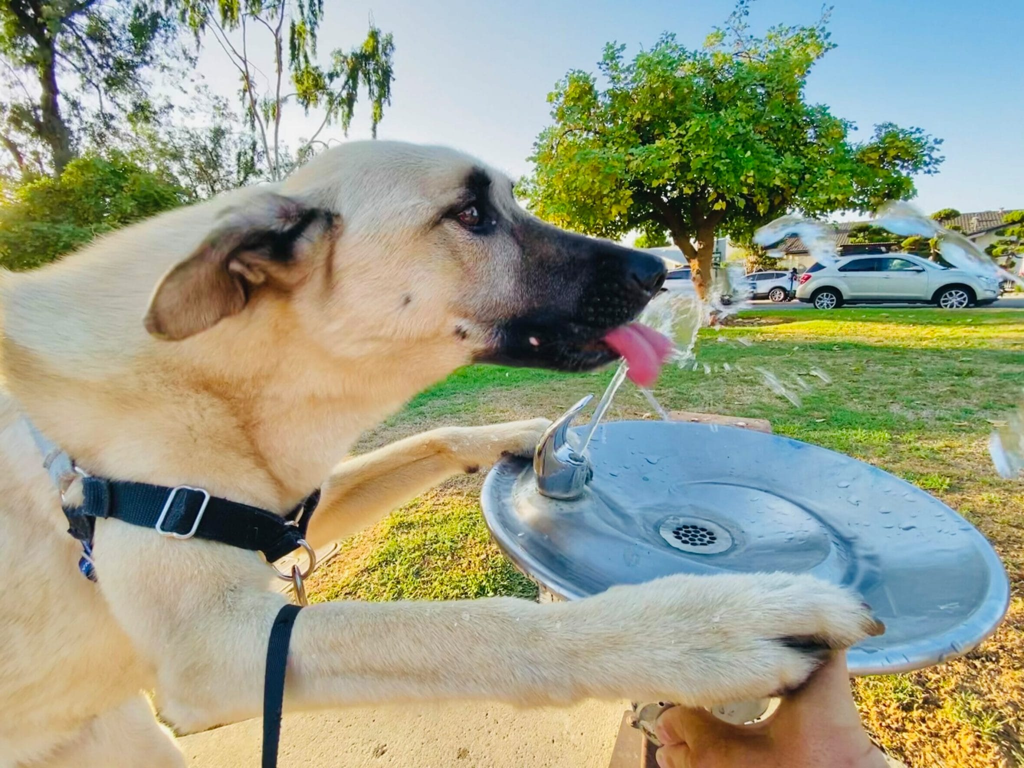 Invest in a dog water fountain