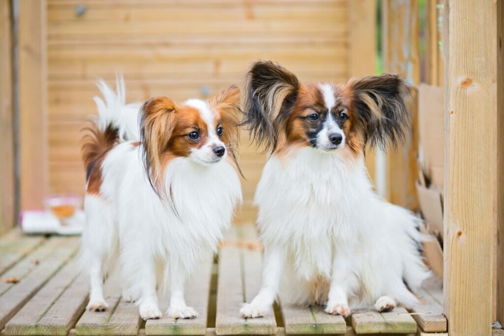 What Are the benefits of Having Two Dogs?
