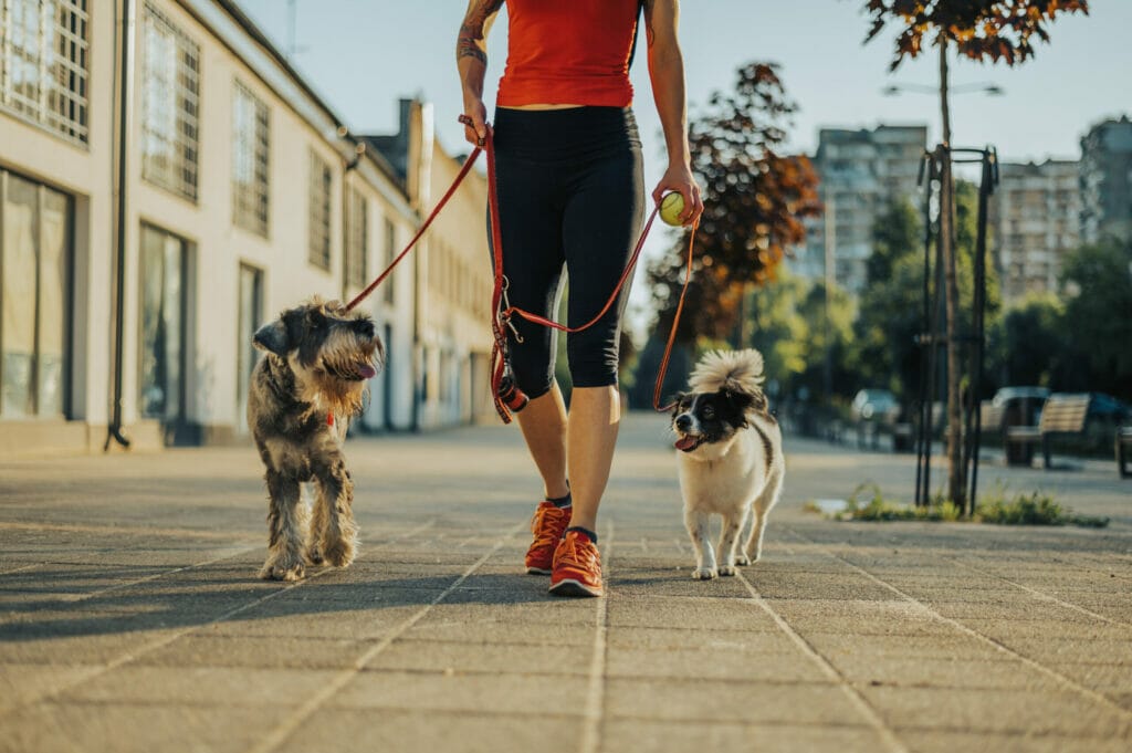 Hire a dog walker for extra playtime