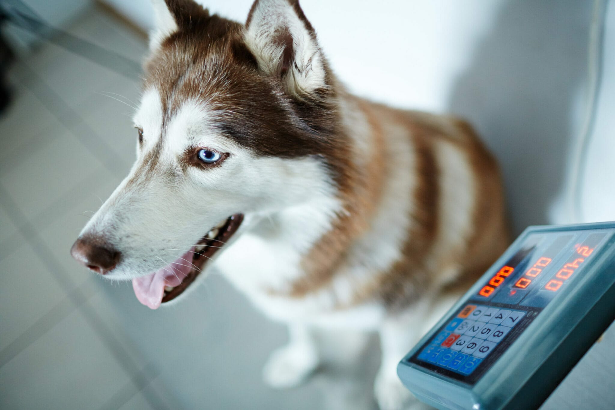 Best Weight Gain Powders for Dogs