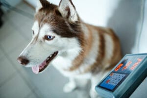 Best Weight Gain Powders for Dogs