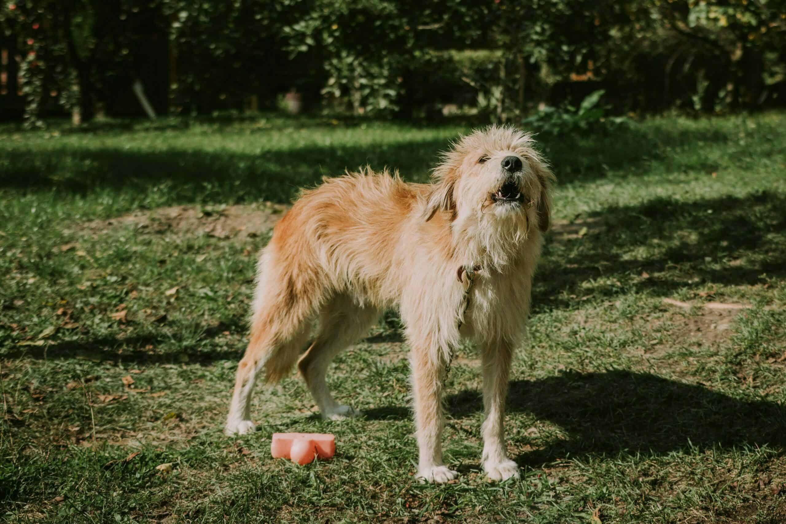 3 Different types of dog growls