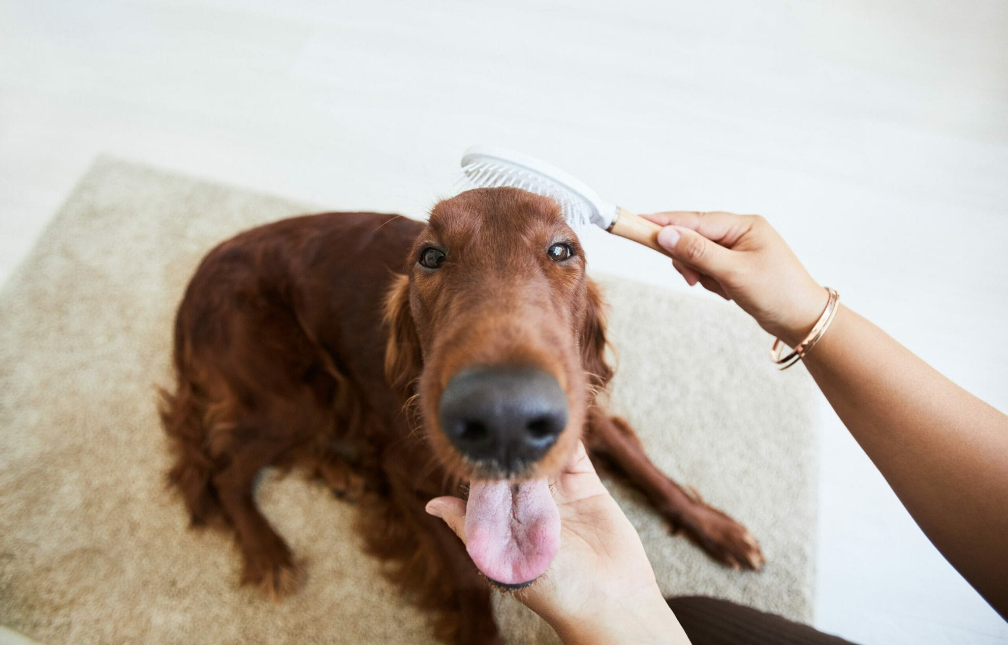 Brush your dog regularly
