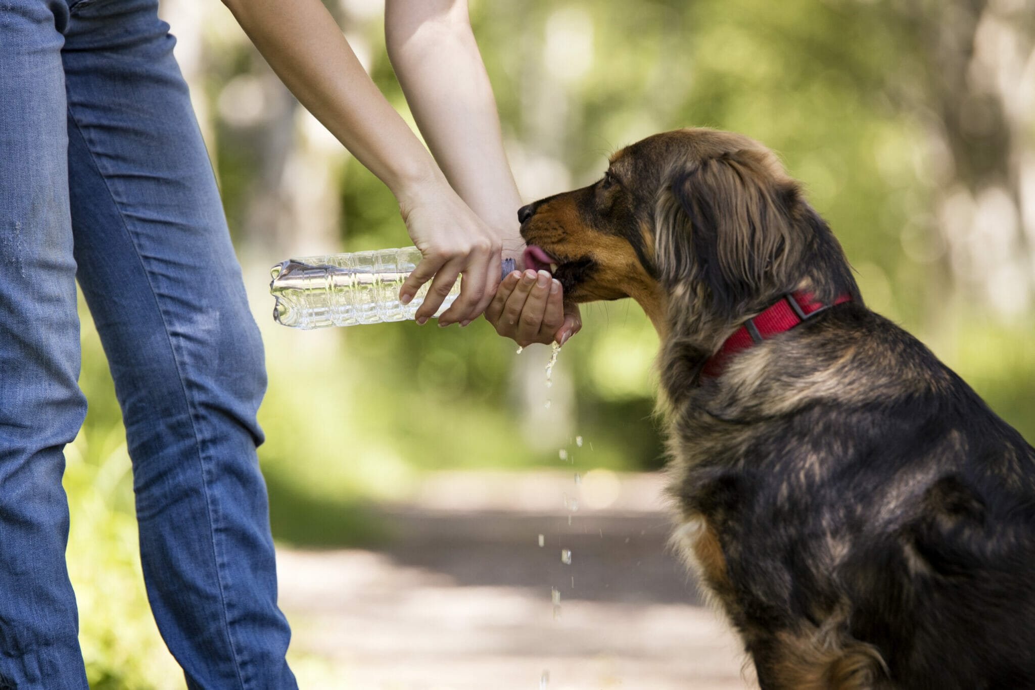 Can you get sick from sharing water with a dog?